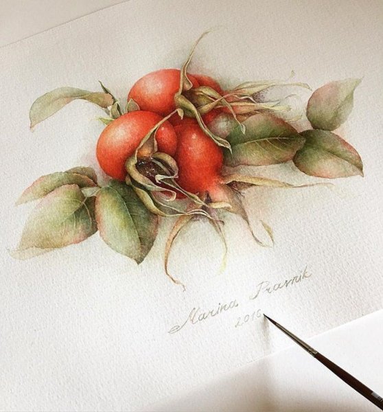 Марина правник акварель шиповник
