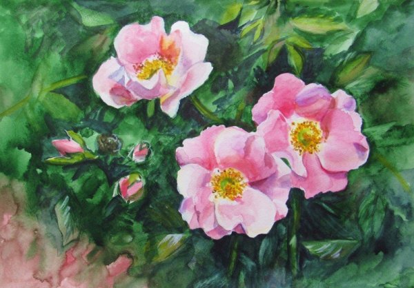 Акварель шиповник цветет