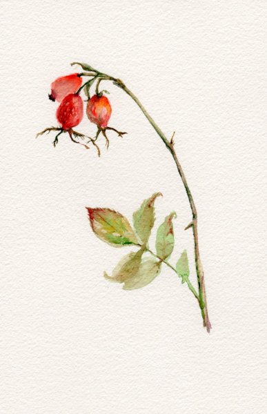 Ботаническая иллюстрация шиповник ягоды