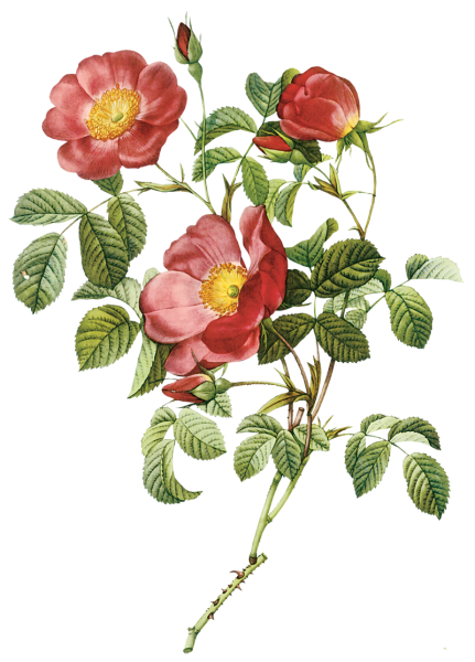 Художник редуте Пьер-Жозеф