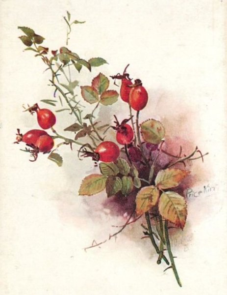 Катарина Кляйн ежевика