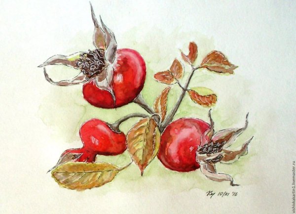 Шиповник акварель