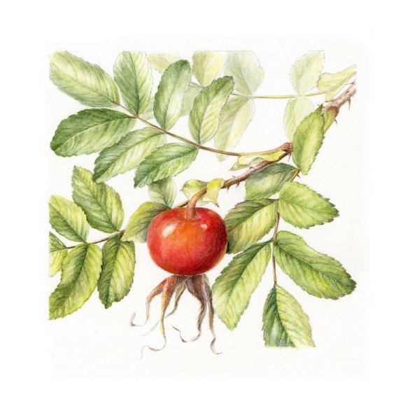 Шиповник Ботаническая акварель