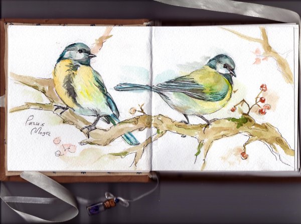 Синица на ветке акварель