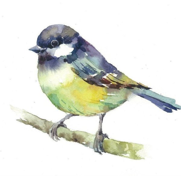 Синичка акварелью