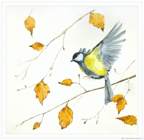 Синица рисунок акварелью