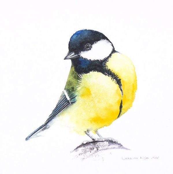 Синица рисунок