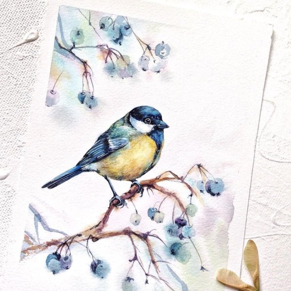 Синица на ветке акварель