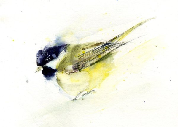 Птички синички акварель