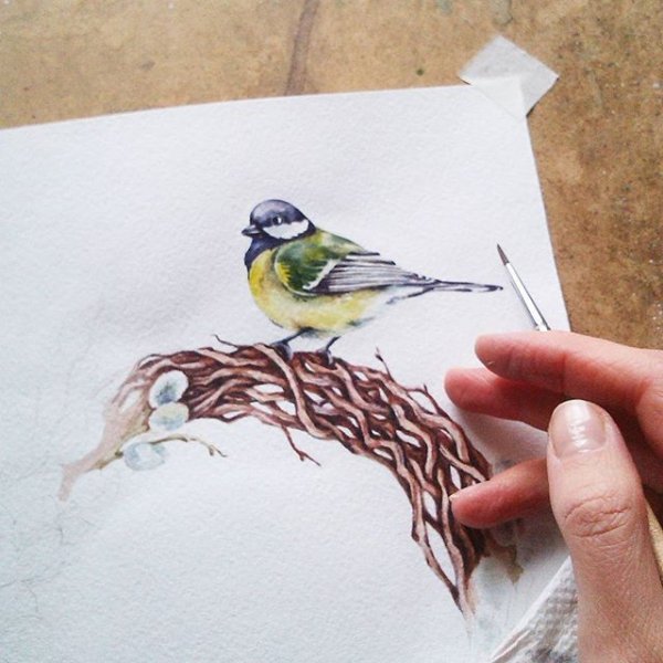 Синица скетч в акварели