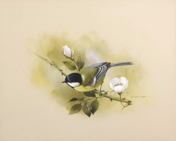 Раймонд Уотсон птицы иллюстрации