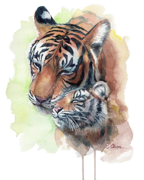 Уссурийский тигр акварель