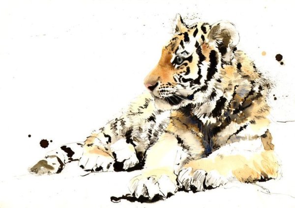 Тигренок акварель