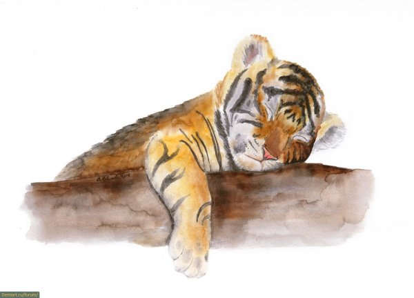 Тигренок акварель