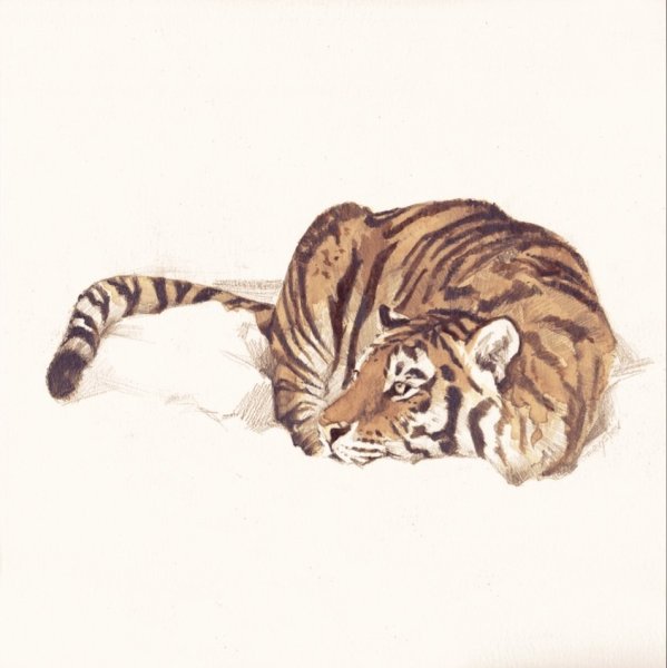 Тигр рисунок акварелью