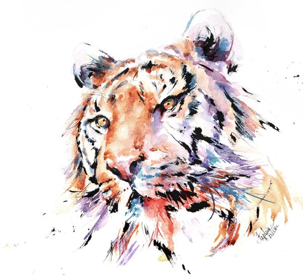 Уссурийский тигр акварель