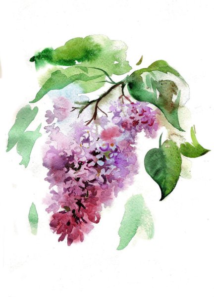 Стелла Аристакесова акварель сирень