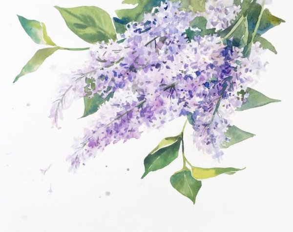 Марина Трушникова акварель сирень