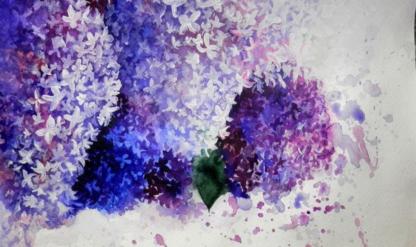 Сирень рисунок акварелью