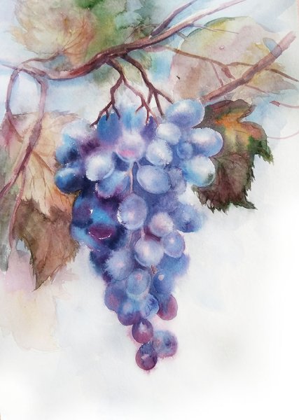 Lian quan Zhen виноград