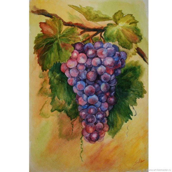 Виноградная гроздь акварелью
