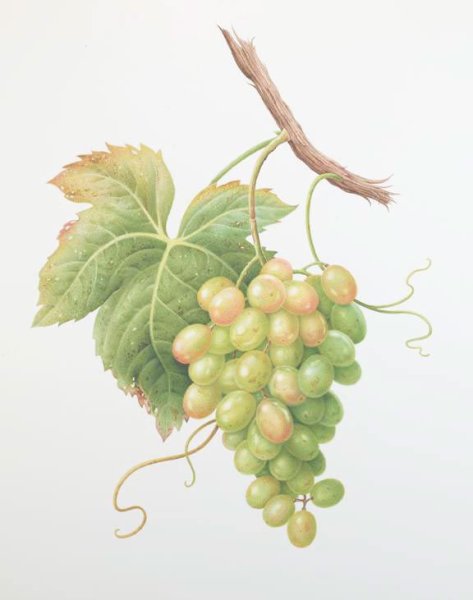 Ветка винограда акварель