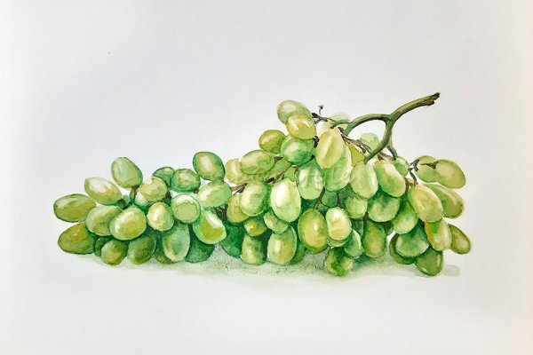 Виноградная гроздь акварелью