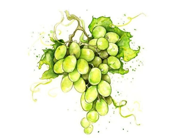 Виноград рисунок красками