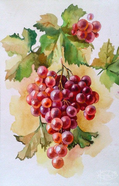 Виноградная гроздь акварелью