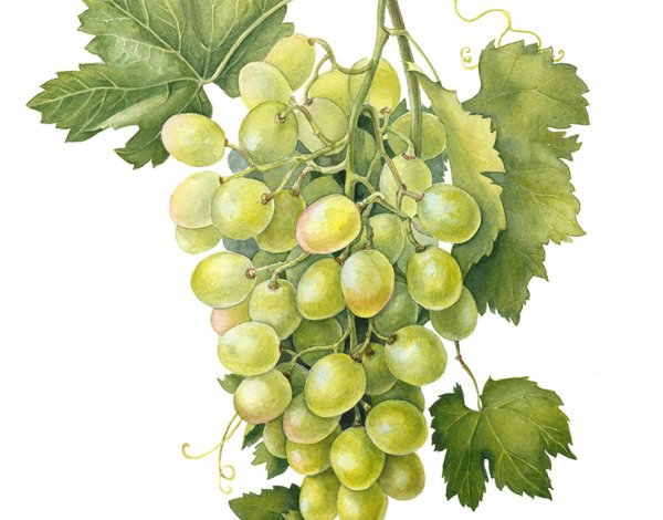 Виноградная гроздь акварелью