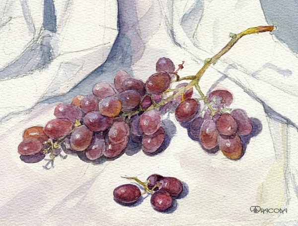 Виноградная гроздь акварелью