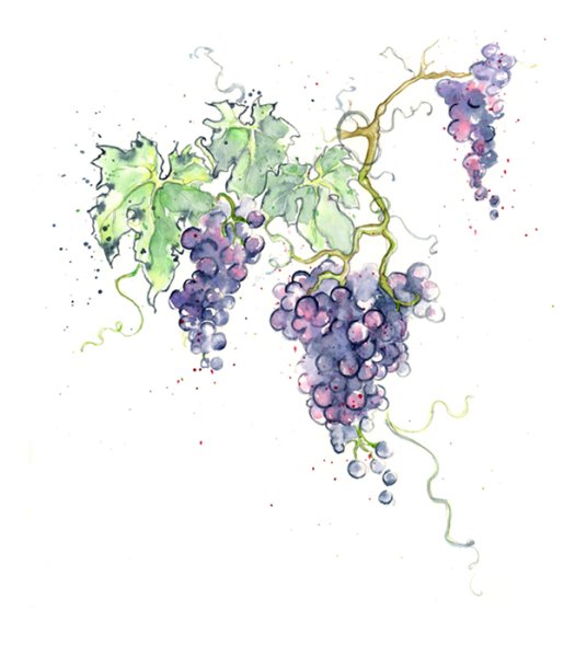 Гроздь винограда акварель