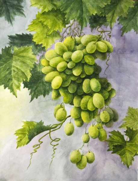 Виноградная лоза Изабелла акварель