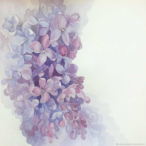 Акварельные цветы сирень