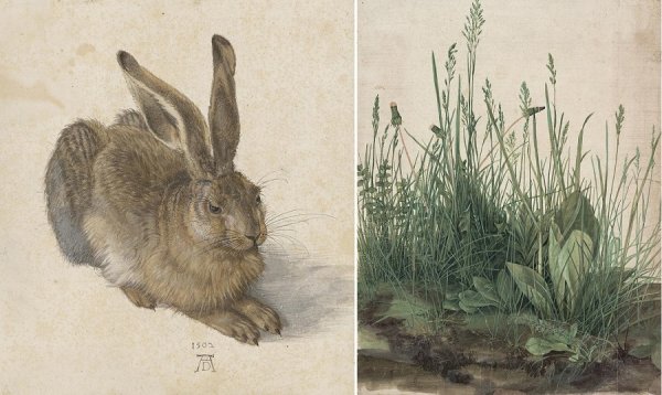 Альбрехт Дюрер заяц 1502