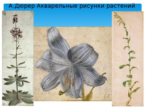 Альбрехт Дюрер акварель
