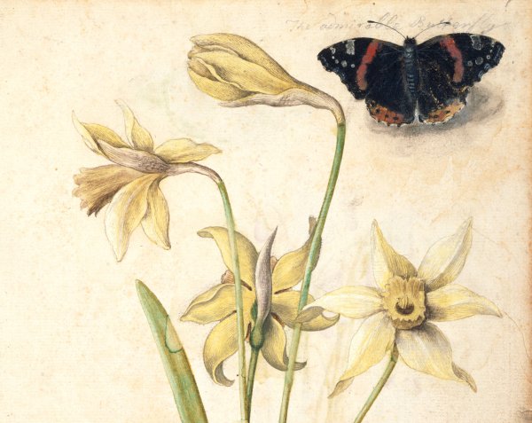 Альбрехт Дюрер ботаника