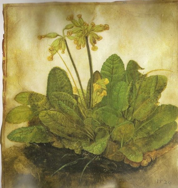 Альбрехт Дюрер дом у пруда