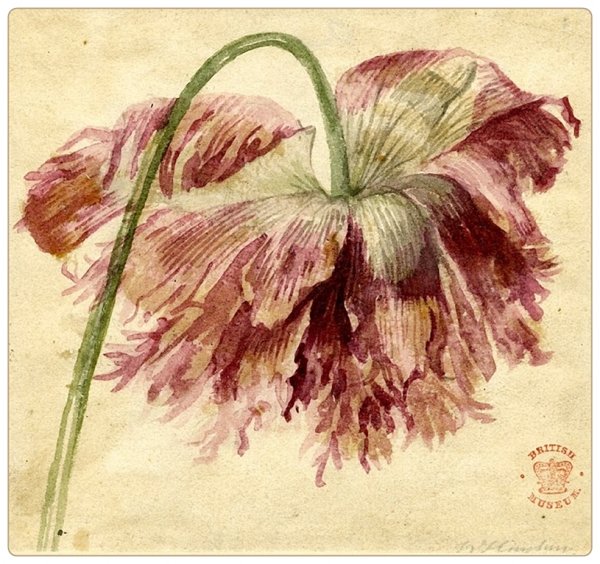 Дороти Гольц Альбрехт Дюрер