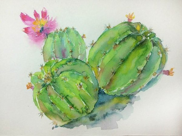 Кактус опунция акварелью