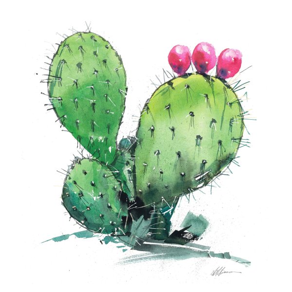 Акварельный скетч Кактус