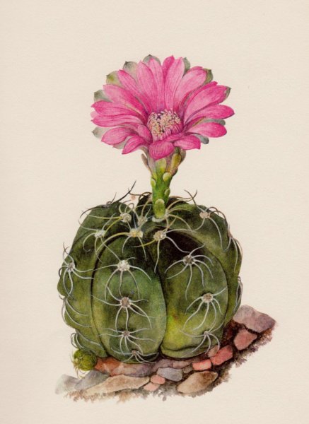 Ботаническая иллюстрация Суккуленты