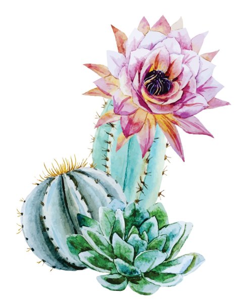 Акварельный Кактус суккулент