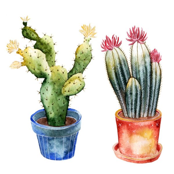 Опунция акварель