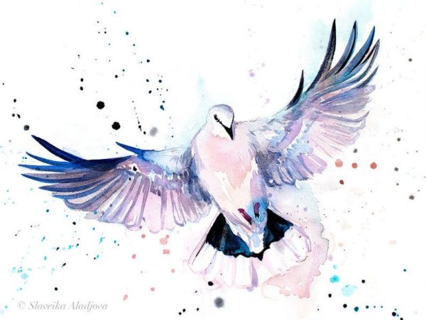 Голубь рисунок акварелью