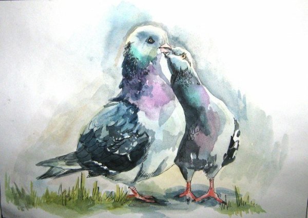 Голубь акварелью