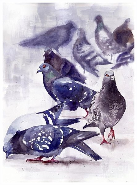 Зарисовки голубей