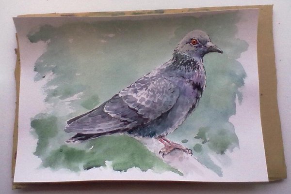 Голубь гуашью