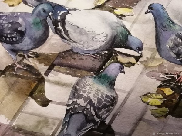 Голубь акварелью
