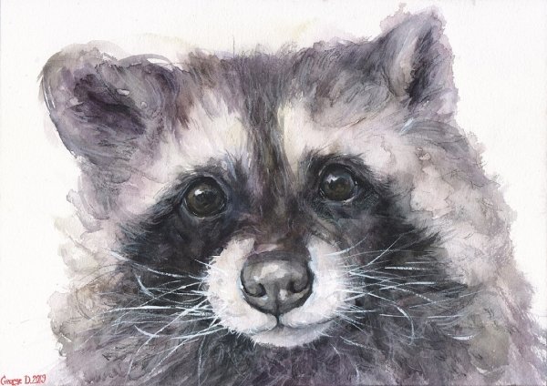 Акварельный енот полоскун